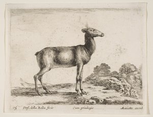 Hert, uit Diverse Dieren