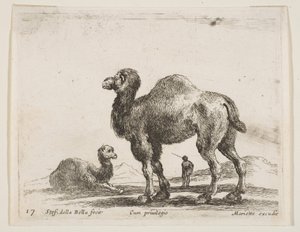 Blad 17: kamelen, uit Diverse dieren door Stefano della Bella