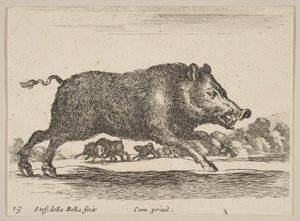 Plaat 19: wild zwijn, uit Diverse dieren