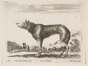 Blad 20: wolf, uit Diverse dieren door Stefano della Bella