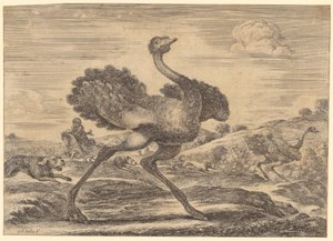 Struisvogeljacht door Stefano della Bella