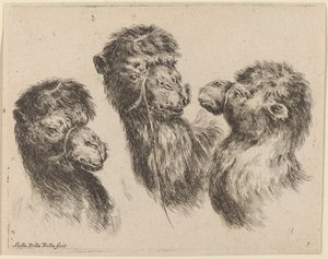 Drie kameelkoppen door Stefano della Bella