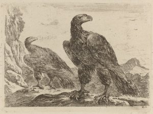 Twee adelaars, beide met hoofden naar rechts gedraaid door Stefano della Bella