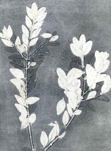 Midnight Garden III, 2015 (monoprint op papier)