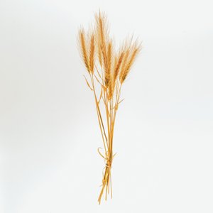 Gerst nr. 01, 2020