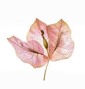 Bougainvillea schutblad nr. 01, 2020