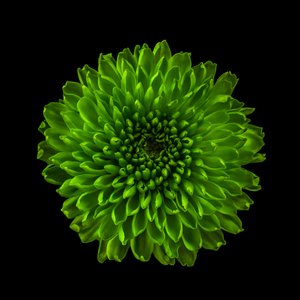 Chrysant nr. 01 door Steve Gallagher