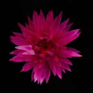 Gedroogde Dahlia nr. 01, 2021 door Steve Gallagher