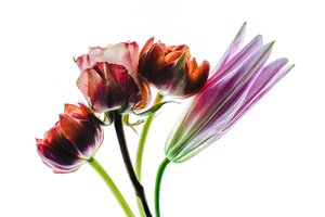 Groep van vier bloemen, 2021 door Steve Gallagher