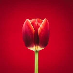 Portret van een bijzondere rode tulp op een rode achtergrond door Steve Gallagher