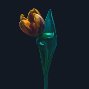 Singuliere tulp door Steve Gallagher