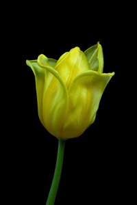 Gele tulp nr. 02, 2021 (foto) door Steve Gallagher