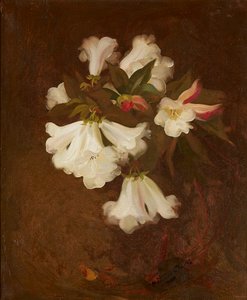 Een stilleven van witte lelies door Stuart Park