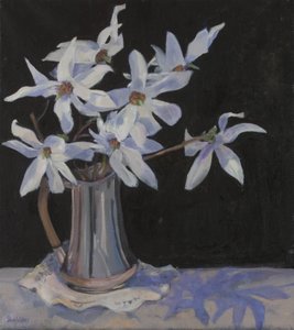 Witte magnolia