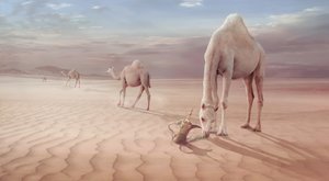  door Sulaiman Almawash