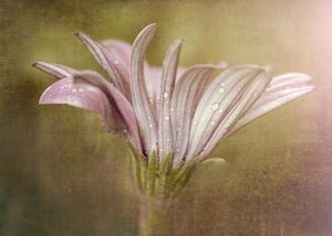  door Susan Moss