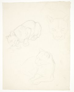 Drie studies van een leeuwenwelp
