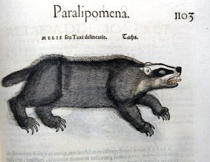 Das, illustratie uit 