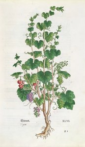 Druivenrank (Vitis Vinifera) botanische plaat uit De Historia Stirpium door Leonard Fuchs (1501-66) 1543 door Swiss School