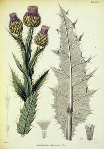Specimen van Onopordon. Botanische plaat uit 
