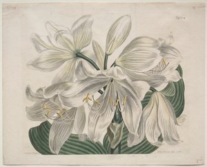 The Botanical Magazine of Flower Garden Displayed: Witte Kaap - Kustlelie, 1806