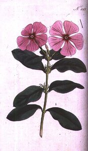 Maagdenpalm (Vinca rosea madagascar), plaat 248 uit William Curtis