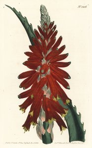 Aloëboom - Smalbladige zwaardaloë, Aloe arborescens. Handgekleurde kopergravure door F. Sansom Jr. naar een illustratie door Sydenham Edwards uit William Curtis