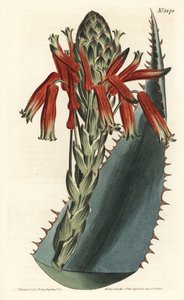 Aloë variete - Blauwe aloë, Aloe glauca (Roodstekelige glaucous aloë, Aloe rhodacantha) - uit William Curtis