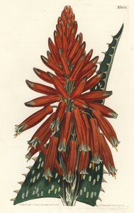 Aloë macule