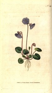 Alpen soldanella - Alpen soldanella, Soldanella alpina
