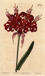 Amaryllis papaverkleur, met donker karmozijnrode bloemen, bloeiend vanaf een enkele voet. Oorspronkelijk uit Kaap de Goede Hoop (Zuid-Afrika). door Sydenham Teast Edwards