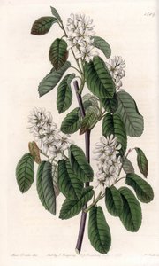 Amelanchier met elzenbladeren of gebloemde aronie - Plaat gegraveerd door S.Watts, naar een illustratie van Sarah Anne Drake (1803-1857), uit het Botanical Register van Sydenham Edwards (1768-1819), Engeland