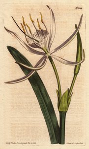 Amerikaans pancratium heeft geurige witte bloemen. Amerikaans pancratium met geurige witte bloemen. Pancratium rotatum. Handgekleurde kopergravure naar een botanische illustratie door Sydenham Edwards uit William Curtis