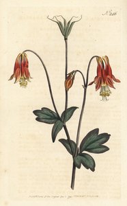 Ancolia du Canada - Canadese akelei. Aquilegia canadensis. Handgekleurde kopergravure door Sansom naar een illustratie door Sydenham Edwards uit William Curtis