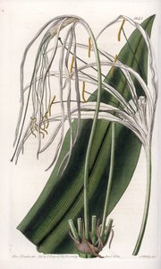 Spinlelie of zeenarcis of zeelilie - Plaat gegraveerd door S.Watts, naar een illustratie van Sarah Anne Drake (1803-1857), uit het Botanical Register van Sydenham Edwards (1768-1819), Engeland