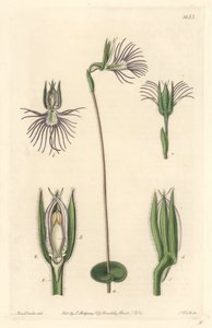 Spinorchidee, afkomstig uit Zuid-Afrika door Sydenham Teast Edwards