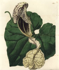 Aristoloche variëteit, uit het Botanical Register door Sydenham Teast Edwards