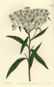 Aster a umbellata - Platte aster, Doellingeria umbellata door Sydenham Teast Edwards