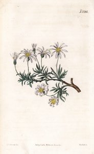 Aster acre - Struikaster, Felicia fruticosa (Struikster, Aster fruticulosus). Handgekleurde kopergravure door Weddell naar een illustratie door Sydenham Edwards uit Samuel Curtis