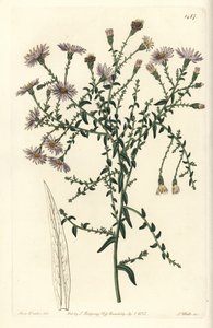 Aster varieteit - New York aster, Symphyotrichum dumosum (Coris-leaved starwort, Aster coridifolius) door Sydenham Teast Edwards
