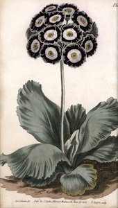 Aurikel of berenoor. Gekleurde kopergravure, illustratie door Sydenham Edwards voor Conferences of Botanical, Botanical Garden of Lambeth