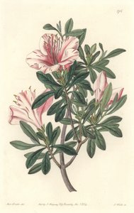 Azalea van Bloemisten