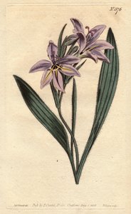 Babiana plicata