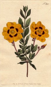 Mooie cistus heeft felgele bloemen versierd met karmozijn. Cistus formosus. Handgekleurde kopergravure naar een botanische illustratie door Sydenham Edwards uit William Curtis