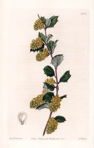 Berberis - Plaat gegraveerd door S. Watts, naar een illustratie van Sarah Anne Drake (1803-1857), uit het Botanical Register van Sydenham Edwards (1768-1819), Engeland door Sydenham Teast Edwards