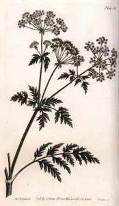Grote hemlock door Sydenham Teast Edwards