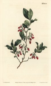Zwarte bosbes, Gaylussacia baccata (Roodbloemige kleverige bosbes, Vaccinium resinosum) - Handgekleurde kopergravure door F. Sansom Jr. naar een illustratie van Sydenham Edwards uit William Curtis