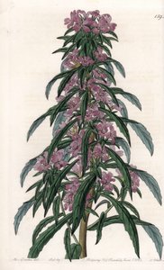 Boisduvalia variëteit, dichtbloemige epilobium door Sydenham Teast Edwards