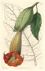 Brugmansia ecarlate