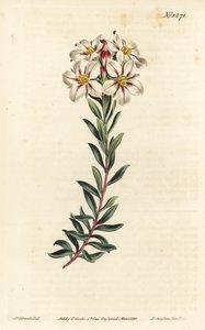 Buchu, Adenandra villosa (Schermbloemige diosma, Diosma speciosa) - uit William Curtis